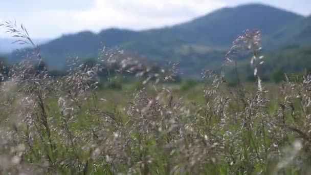 Les Plantes Herbacées Balancent Dans Vent Dans Les Carpates — Video