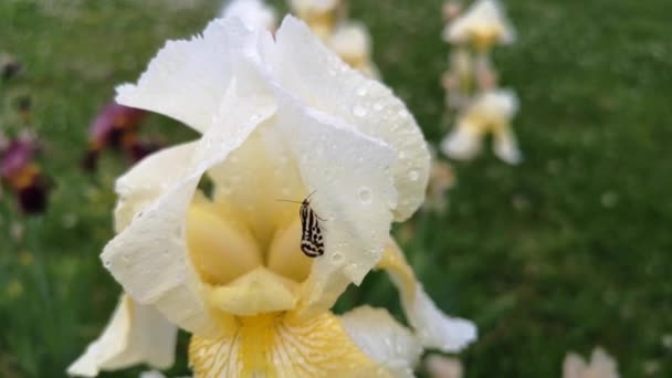 Μια Ποικιλόμορφη Πεταλούδα Κάθεται Ένα Κίτρινο Λουλούδι Ίριδας — Αρχείο Βίντεο