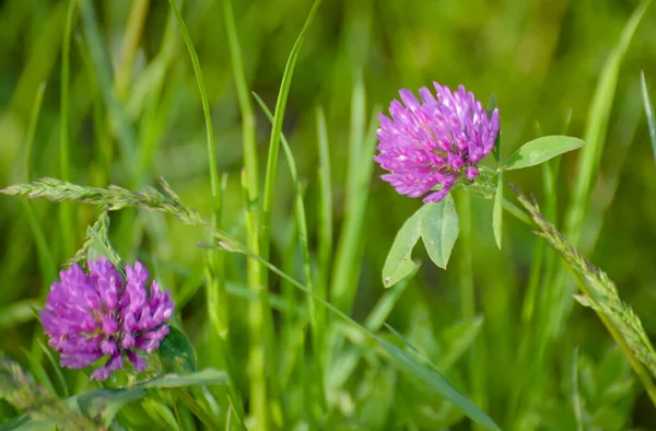 Dağdaki bir yaz tarlasında vahşi yonca