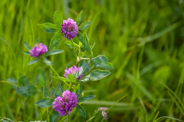 Wild Clover Mountain Summer Field — Stock Photo, Image