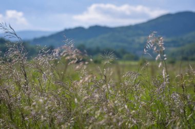 Karpatlar 'da bitkiler rüzgarda sallanıyor.