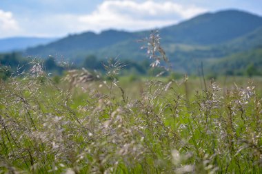 Karpatlar 'da bitkiler rüzgarda sallanıyor.