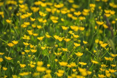 Yaz çayırlarında yabani çiçekler