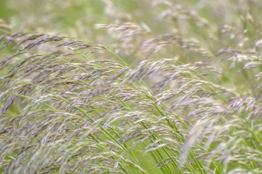 Yazın çayırda yeşil uzun çimenler