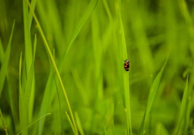 Yazın çayırda yeşil uzun çimenler