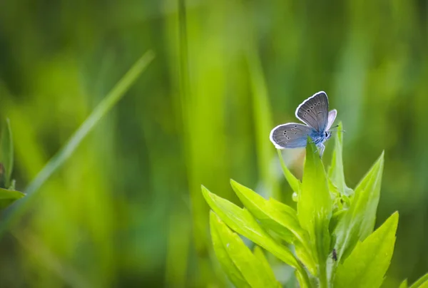 Μπλε Πεταλούδα Κάθεται Ένα Ψηλό Φυτό — Φωτογραφία Αρχείου