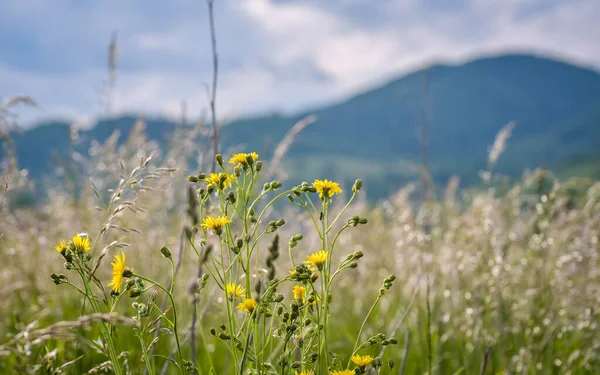 Floare Sălbatică Lunca Muntelui Vară — Fotografie, imagine de stoc