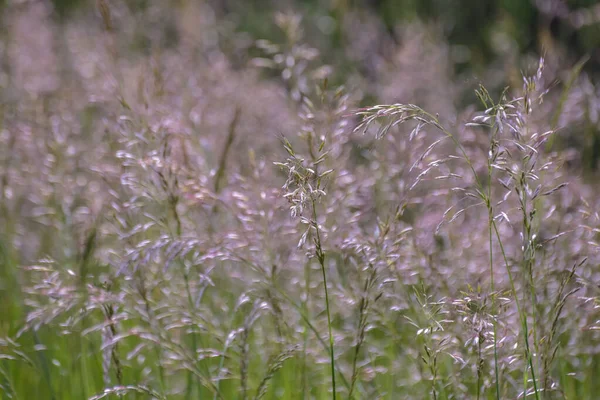 Herbe Verte Été Sur Une Prairie Montagne — Photo