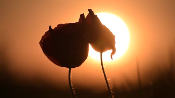 Red Field Poppies Sunset Background — Stock Video