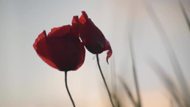 Rote Feldmohn Auf Einem Sonnenuntergang Hintergrund — Stockvideo