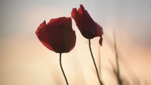 Rote Feldmohn Auf Einem Sonnenuntergang Hintergrund — Stockvideo