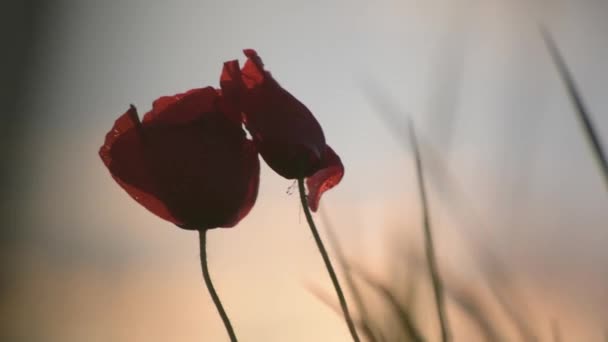 Papaveri Campo Rossi Uno Sfondo Tramonto — Video Stock