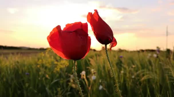 Rote Feldmohn Auf Einem Sonnenuntergang Hintergrund — Stockvideo