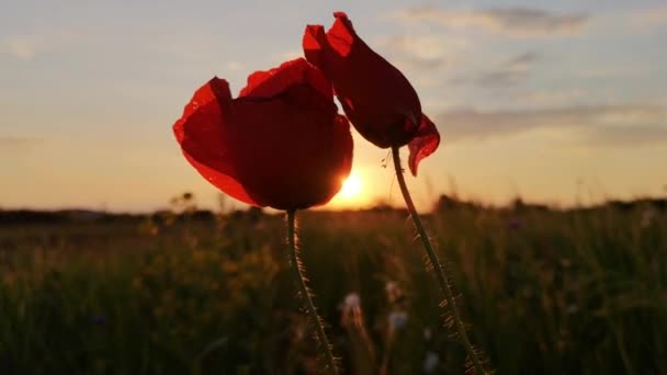 Papoilas Campo Vermelho Fundo Pôr Sol — Vídeo de Stock