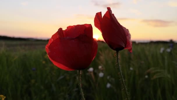 Rote Feldmohn Auf Einem Sonnenuntergang Hintergrund — Stockvideo