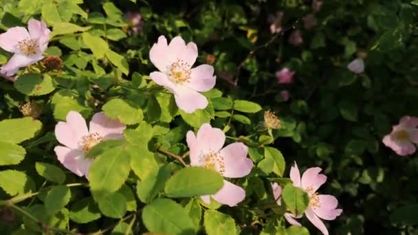 Arbusto Floreciente Rosa Mosqueta Silvestre Los Rayos Del Atardecer — Vídeos de Stock
