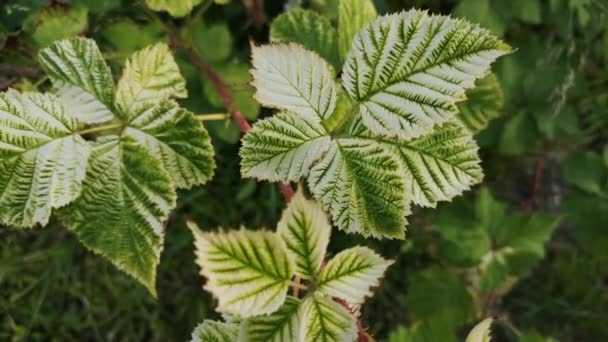 Unga Blad Vilda Björnbär Skogen — Stockvideo