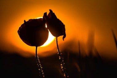 Günbatımında kırmızı tarla gelincikleri