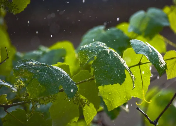 Junge Weinblätter Regen — Stockfoto