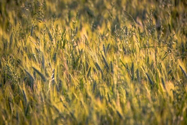 Planta Campo Campo Hora Pôr Sol — Fotografia de Stock