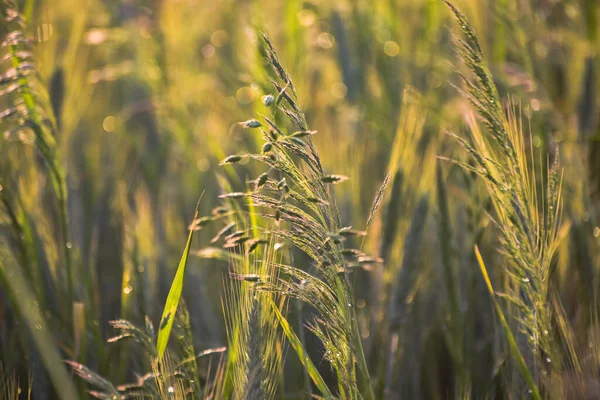 Veldplant Een Veld Bij Zonsondergang — Stockfoto