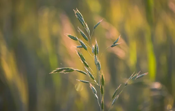 Field Plant Field Sunset Hour — Stock Photo, Image
