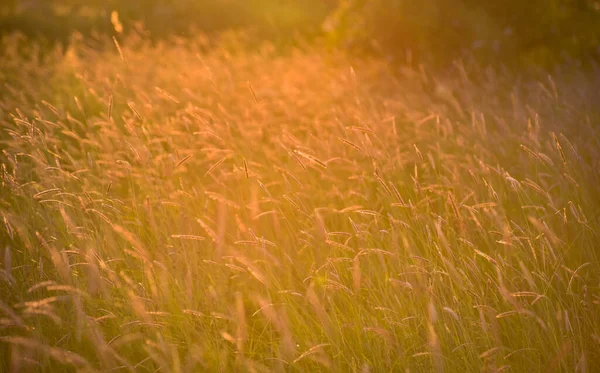 Fält Växt Ett Fält Vid Solnedgången Timme — Stockfoto