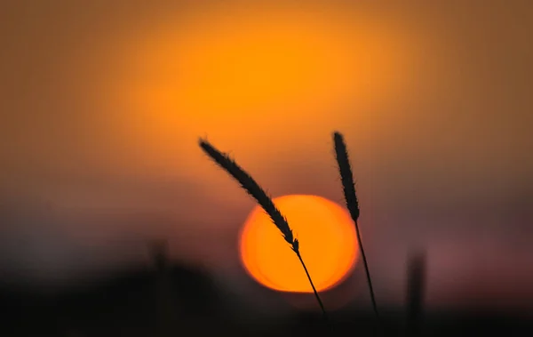 Feldpflanze Auf Einem Feld Bei Sonnenuntergang — Stockfoto