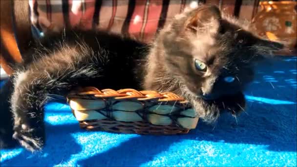 Anak Kucing Domestik Bermain Rumah Dengan Keranjang — Stok Video