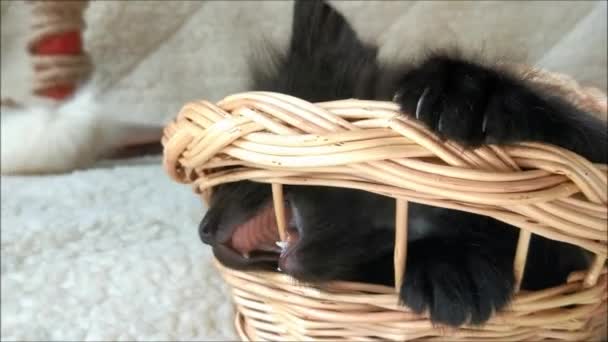 Evcil Kediler Evde Bir Sepetle Oynuyorlar — Stok video