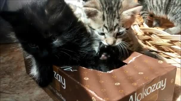 Los Gatitos Domésticos Juegan Casa Con Una Cesta — Vídeos de Stock