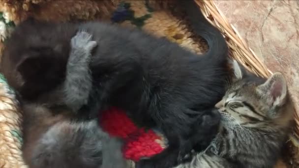 Anak Kucing Domestik Bermain Rumah Dengan Keranjang — Stok Video