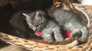 Evcil kediler evde bir sepetle oynuyorlar.