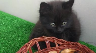 Evcil kediler evde bir sepetle oynuyorlar.