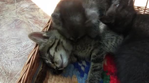 Anak Kucing Domestik Bermain Rumah Dengan Keranjang — Stok Video