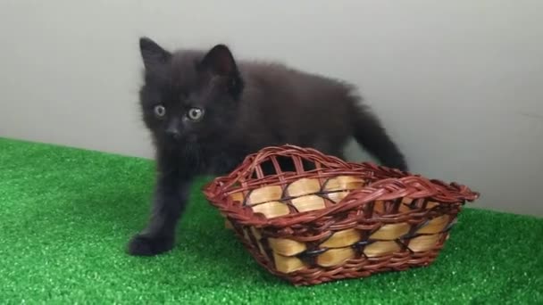 Gatinhos Domésticos Brincam Casa Com Uma Cesta — Vídeo de Stock