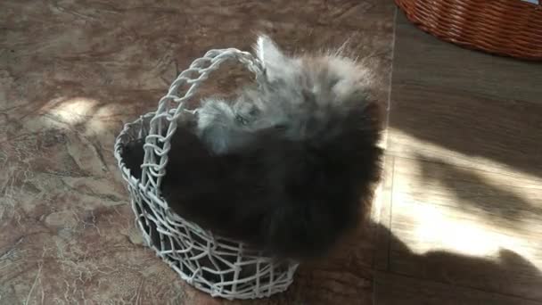 家庭用子猫はバスケットで家で遊ぶ — ストック動画