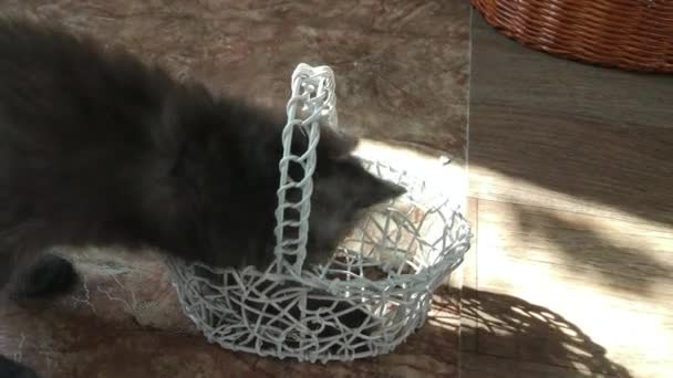 Les Chatons Domestiques Jouent Maison Avec Panier — Video