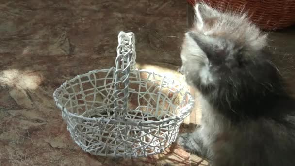 Les Chatons Domestiques Jouent Maison Avec Panier — Video