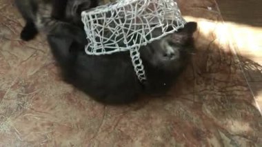 Evcil kediler evde bir sepetle oynuyorlar.