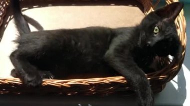Evcil kediler evde bir sepetle oynuyorlar.