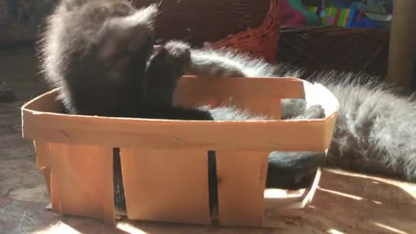 Домашние Котята Играют Дома Корзиной — стоковое видео