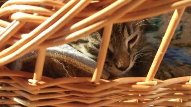 家猫带着篮子在家里玩耍 — 图库视频影像