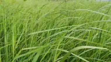 Dağlardaki yüksek çayırlar rüzgarda sallanıyor.