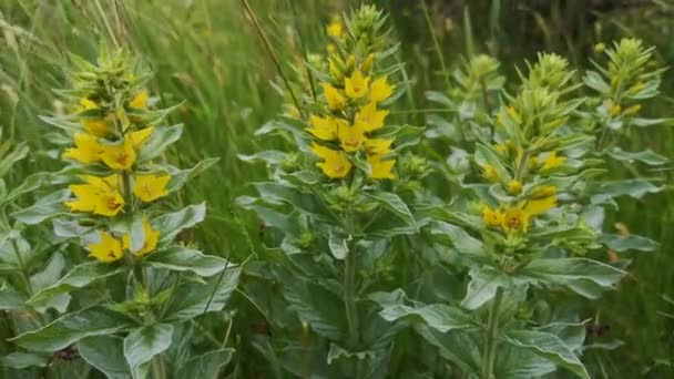 Primo Piano Mullein Montagna Fiorito Alto Verbscum Densiflrum — Video Stock