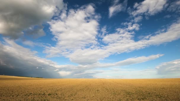 Landschaft Eines Feldes Mit Einer Neuen Ernte Vor Einem Gewitter — Stockvideo