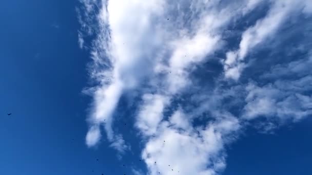 Χελιδόνια Πετούν Ψηλά Στον Γαλάζιο Ουρανό — Αρχείο Βίντεο