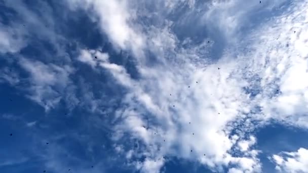 Andorinhas Voam Alto Céu Azul — Vídeo de Stock