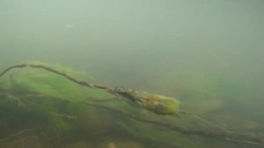 Suyun altındaki dağ nehri.