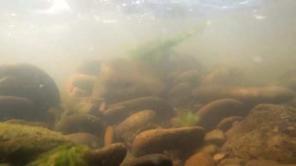 Gebirgsfluss Unter Wasser — Stockvideo